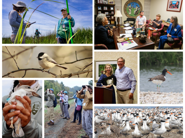 Top Wins for Birds in 2024 