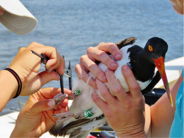 Oystercatcher Banding Day Part 2