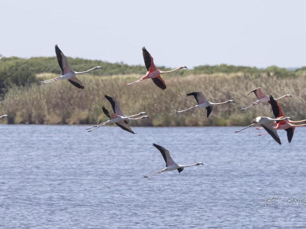 Storm-blown Flamingos Show Up in North Carolina and Beyond
