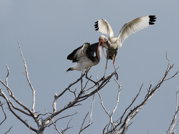 White Ibis Return to Battery Island