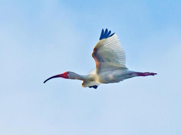 White Ibis