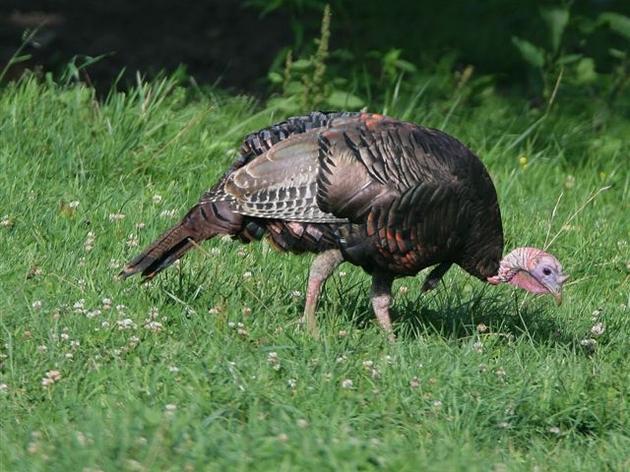 Turkeys Thrive in North Carolina Thanks to Conservation Efforts