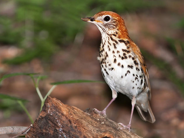 Audubon Magazine: Wood Thrushes Connect Bird Lovers Across Borders