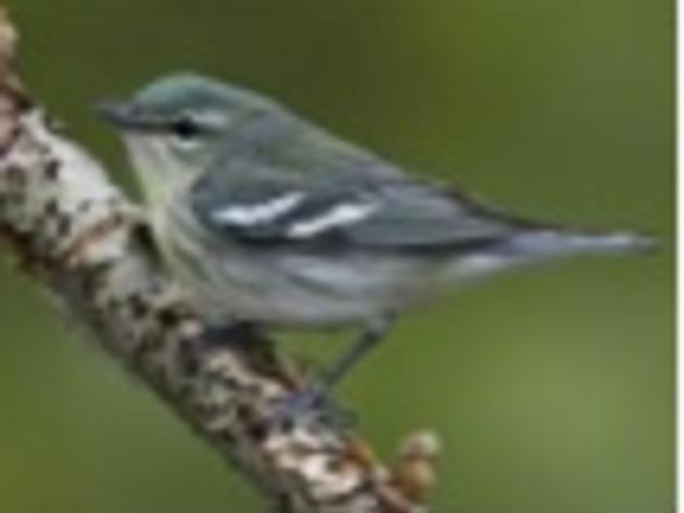 Asheville Citizen-Times: Audubon looks at how climate change threatens birds