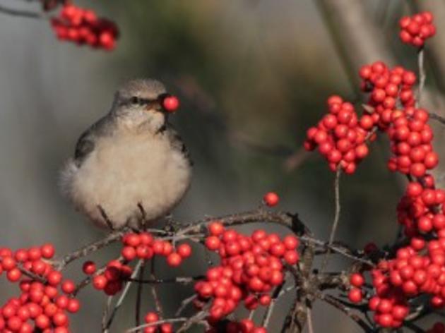 North Carolina Gardeners Have New Opportunities to Help Birds Thrive