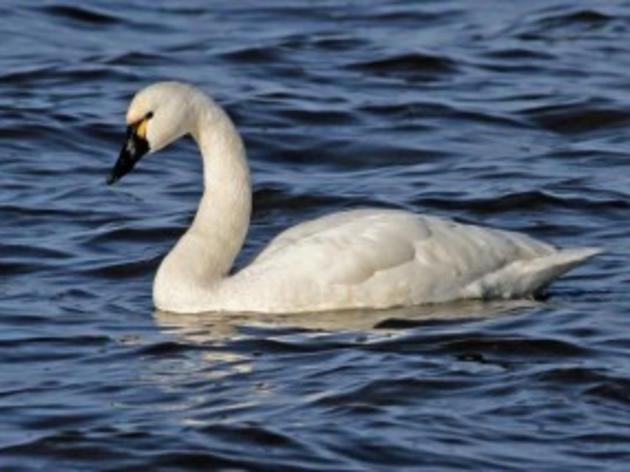 19 Years and Counting: The Great Backyard Bird Count Returns This Weekend