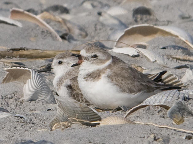 Piping Plovers use Lea-Hutaff Island year-round