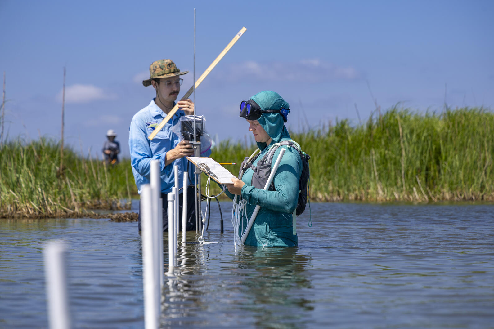 Peggy Mullin wades in Currituck Sound to measure sediment, water turbidity, and the types of vegetation living in the marsh. Photo: Megan Mendenhall /UNC Office of Research Communications Peggy Mullin wades in Currituck Sound to measure sediment, water turbidity, and the types of vegetation living in the marsh. Photo: Megan Mendenhall /UNC Office of Research Communications