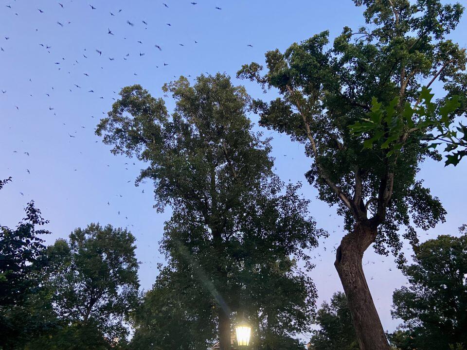 Swifts at the Davie Poplar.