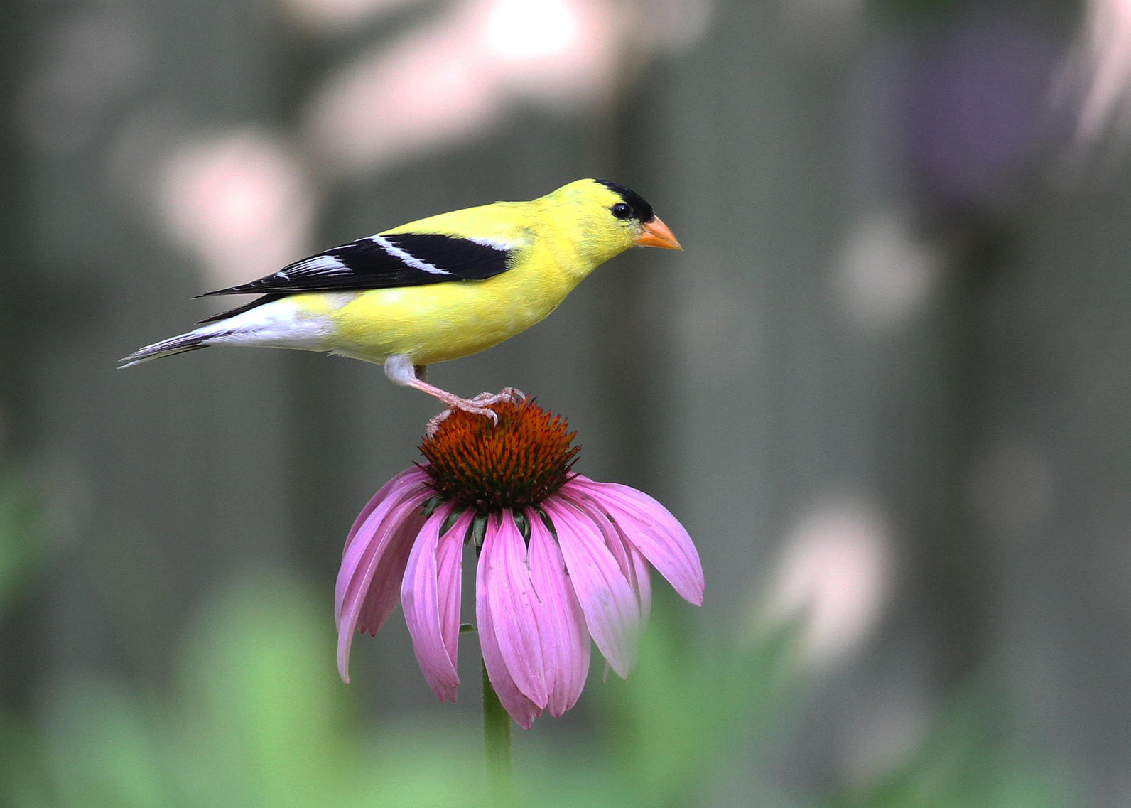 echinacea purpurea and american goldfinch by will stuart