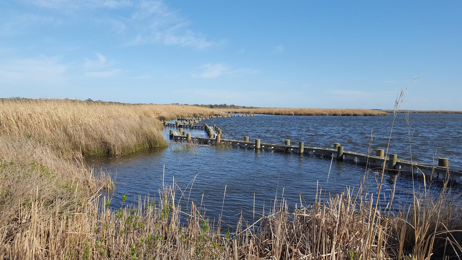 Pine Island's living shoreline.