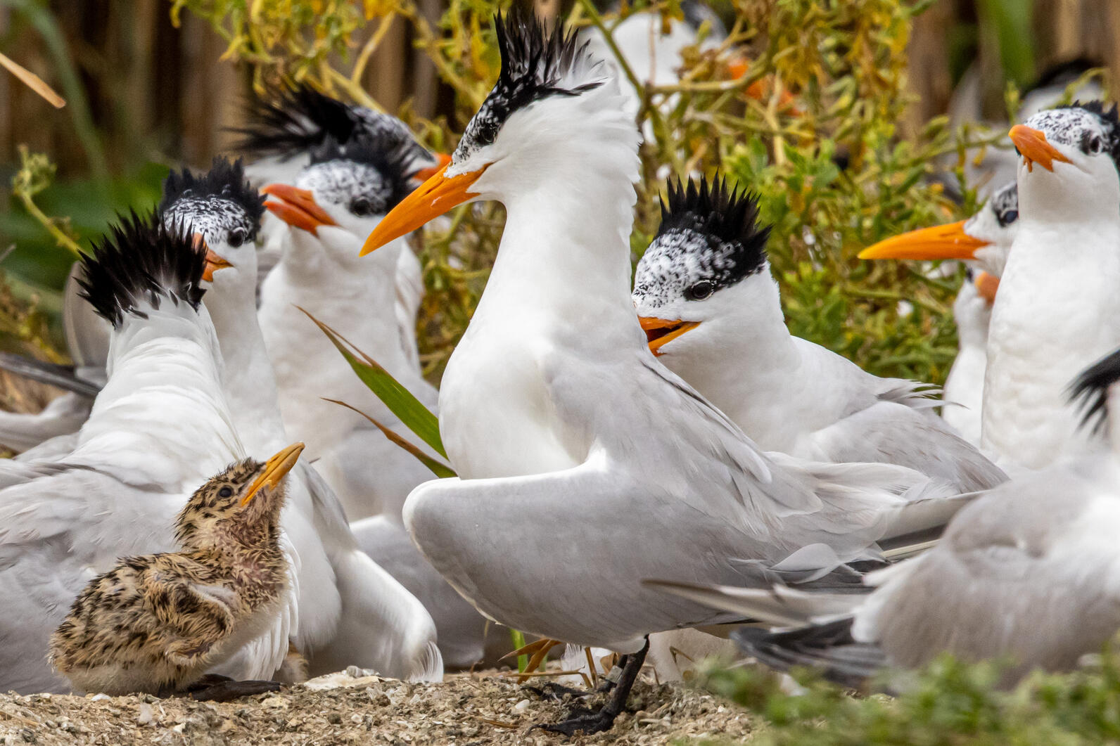 Terns at a colony on the Cape Fear River.