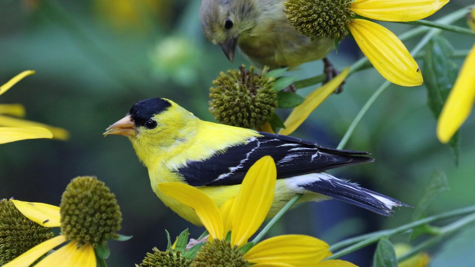American Goldfinches and green-headed coneflower. American Goldfinches and green-headed coneflower.