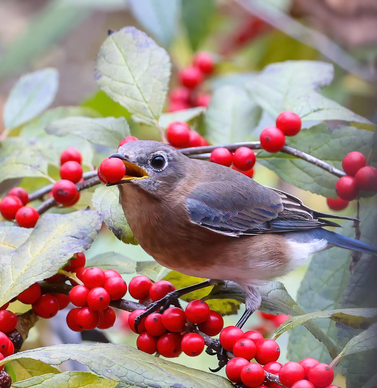 Eastern Bluebird eating winterberry. Photo: Barbara Driscoll/New Hope Bird Alliance