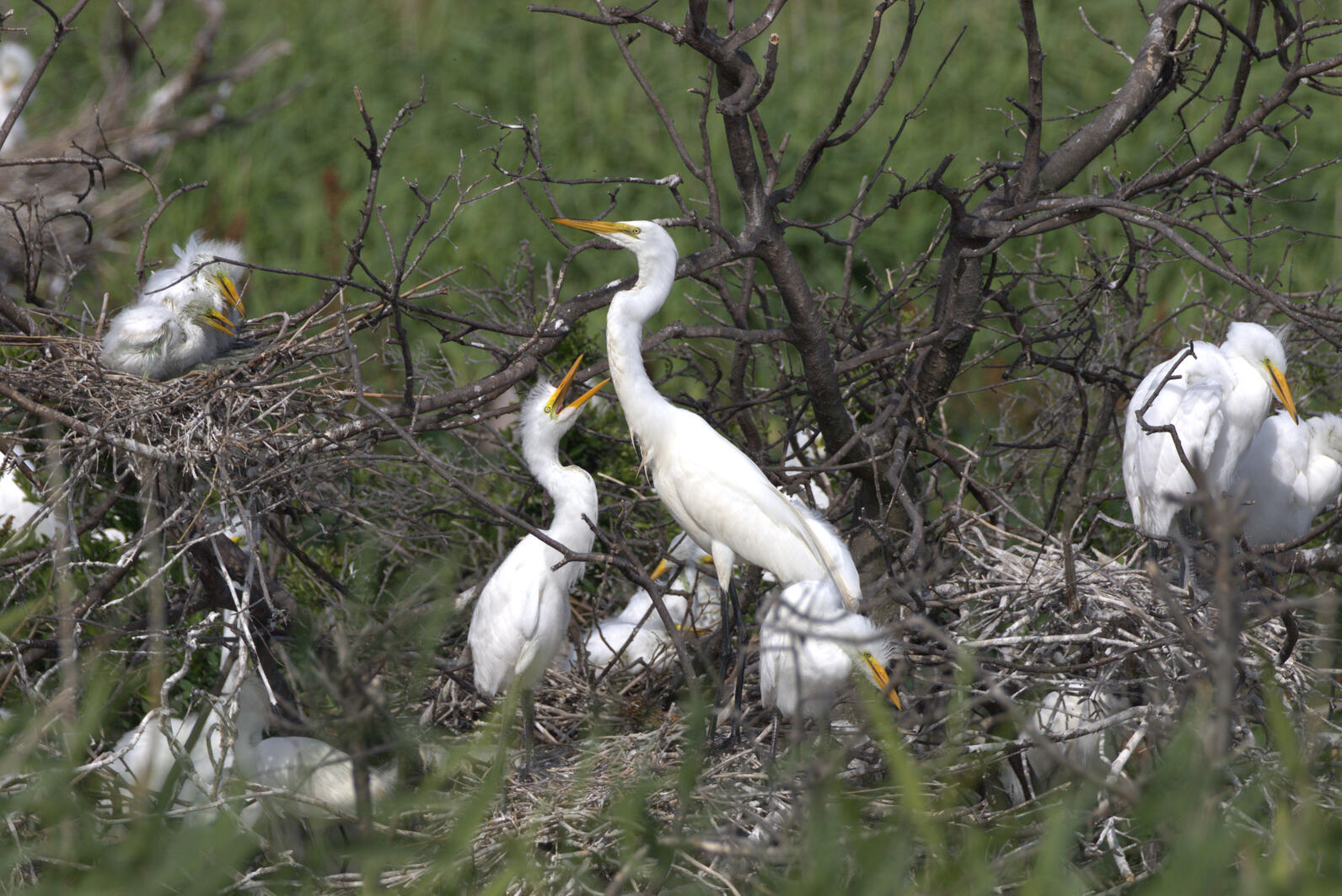 Great Egrets with Chicks. Photo: Lindsay Addison/Audubon