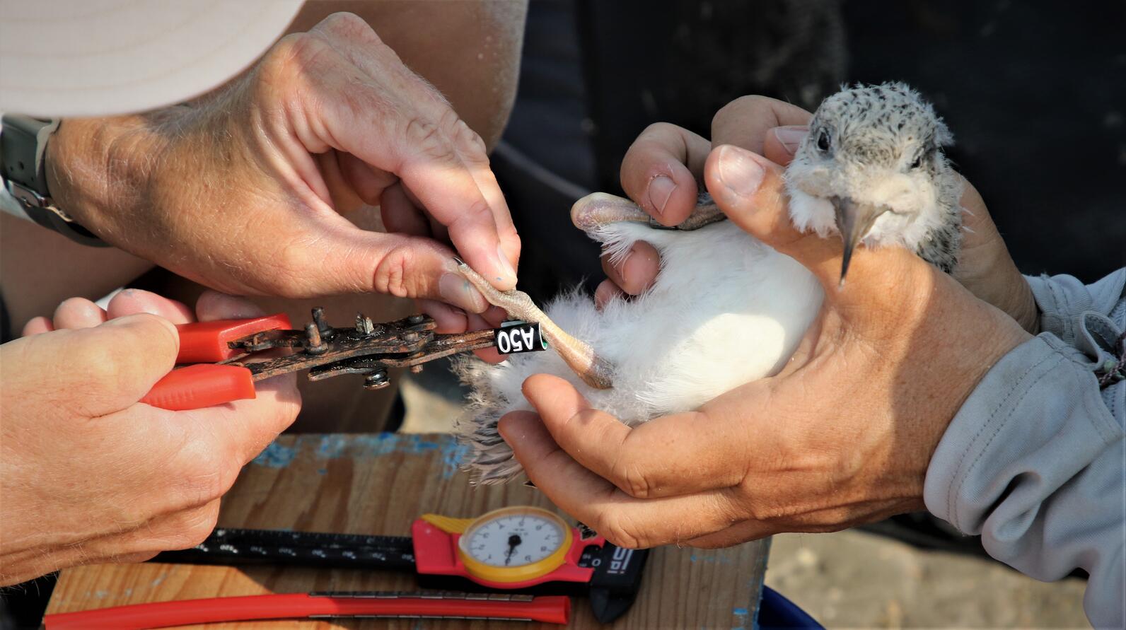 Black Skimmers are banded when they are young, before they can fly. Black Skimmers are banded when they are young, before they can fly.