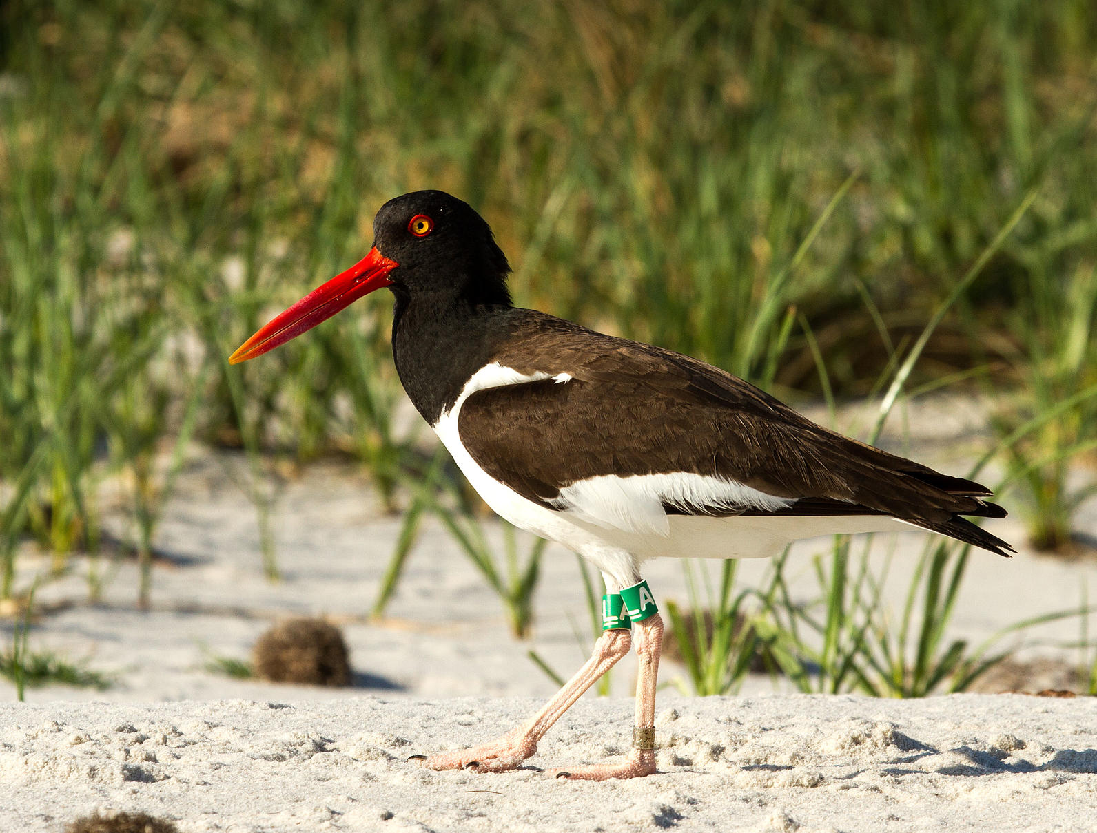 How Banding Supports Bird Conservation Science Audubon North Carolina