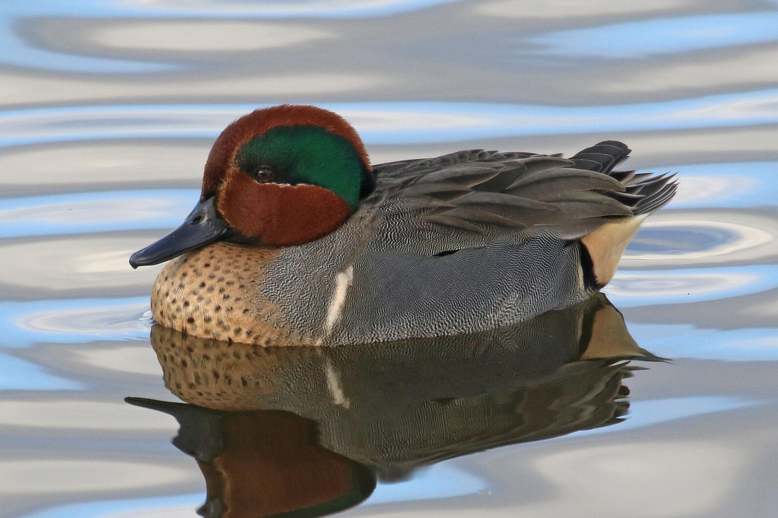Green-winged Teal Green-winged Teal