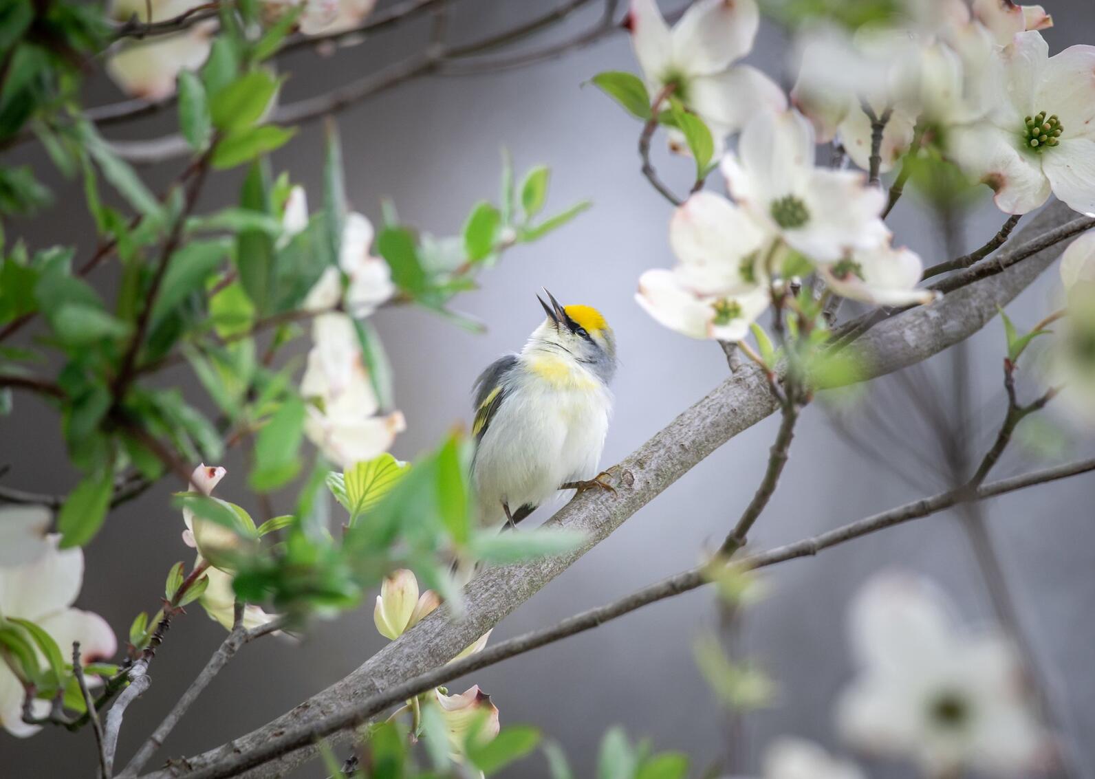 Brewster’s Warbler. Brewster’s Warbler.