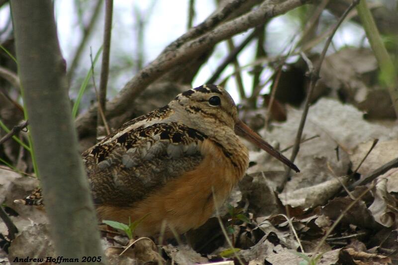 American Woodcock