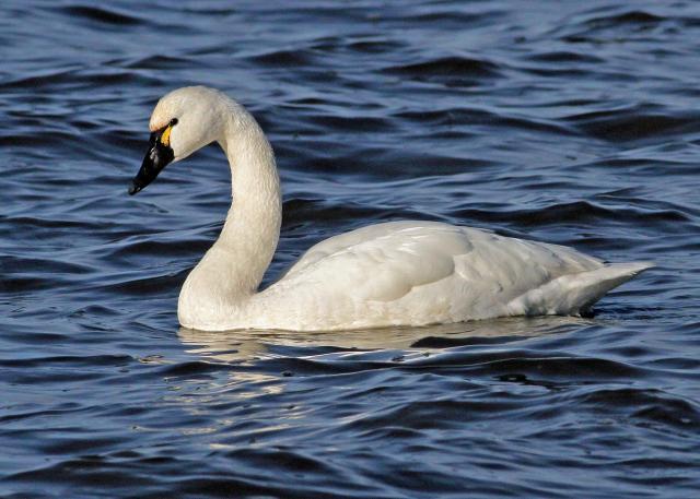 Tundra Swan Audubon North Carolina Tundra Swan Audubon North Carolina