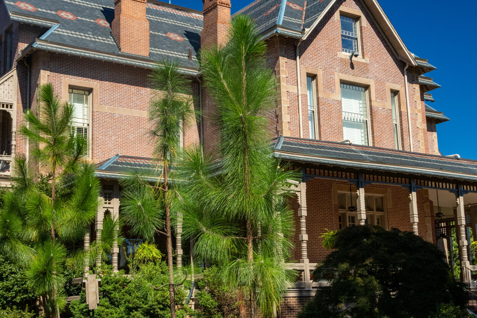 Longleaf Pines at the Executive Mansion