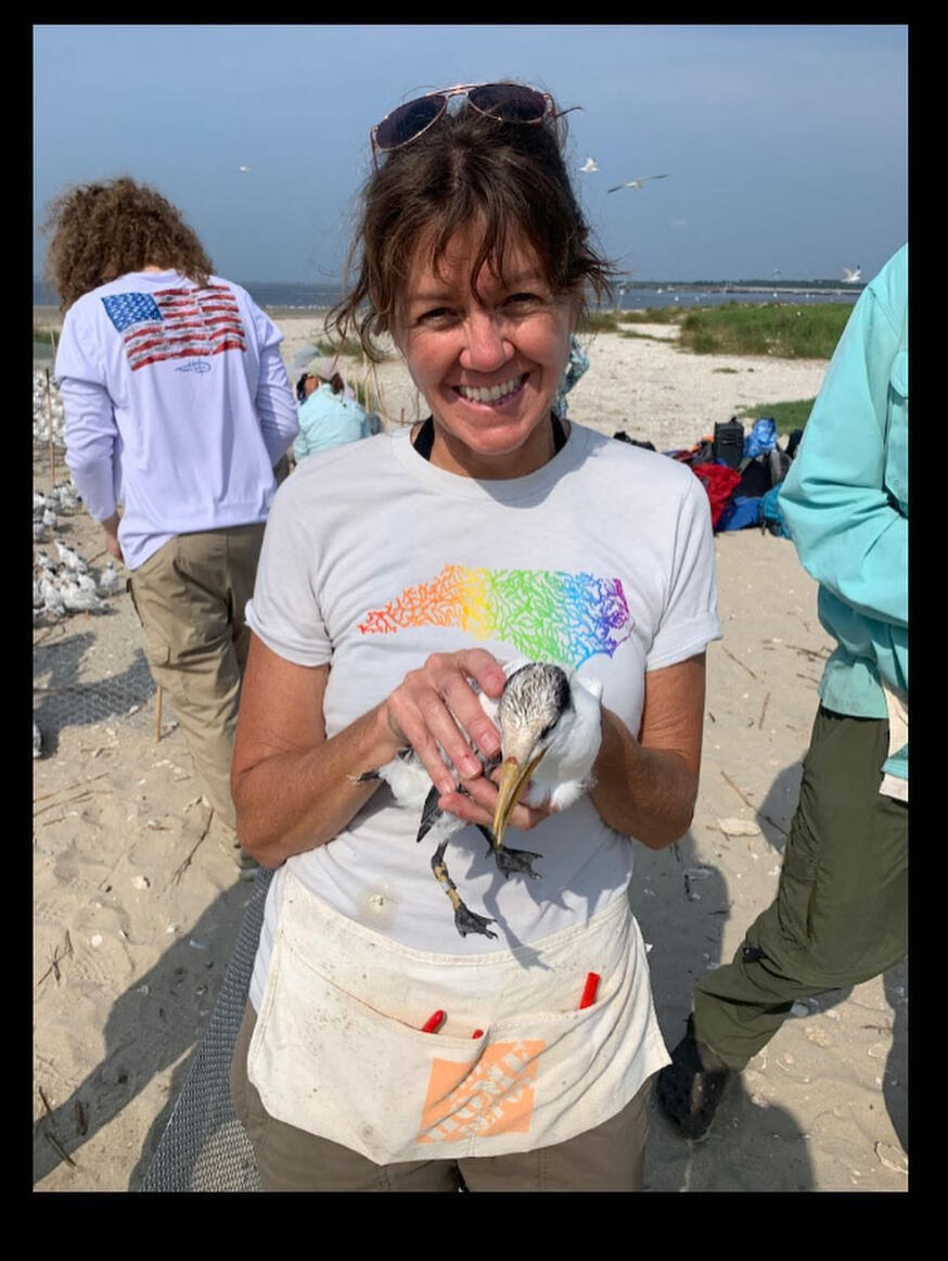 Royal Tern chick.