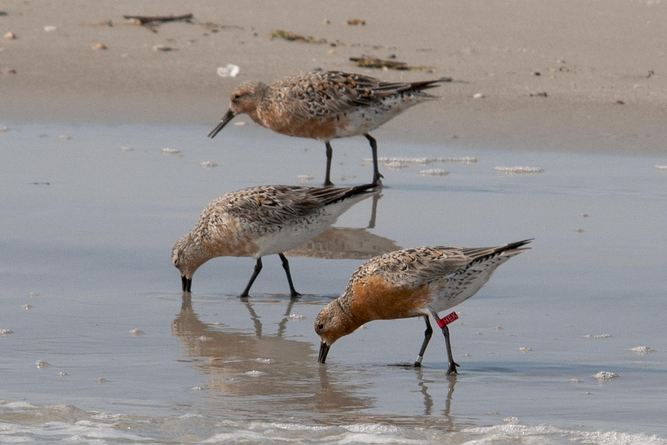 Banded Red Knot Illustrates Importance of Migration Flyway