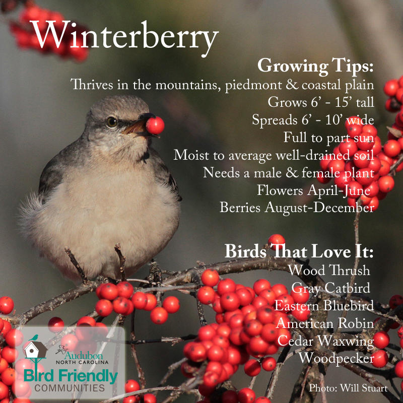 Winterberry: A fall and winter favorite