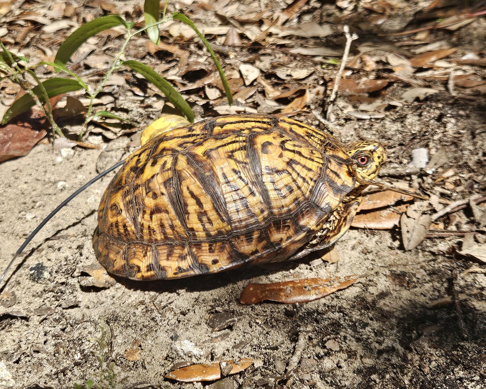 BOX is the first box turtle we tagged as part of the project. The little yellow shell accessory BOX is wearing is a radio telemetry tag, which will help us keep tabs on him as he roams around the sanctuary. Photo: Sara Marschhauser/Audubon 