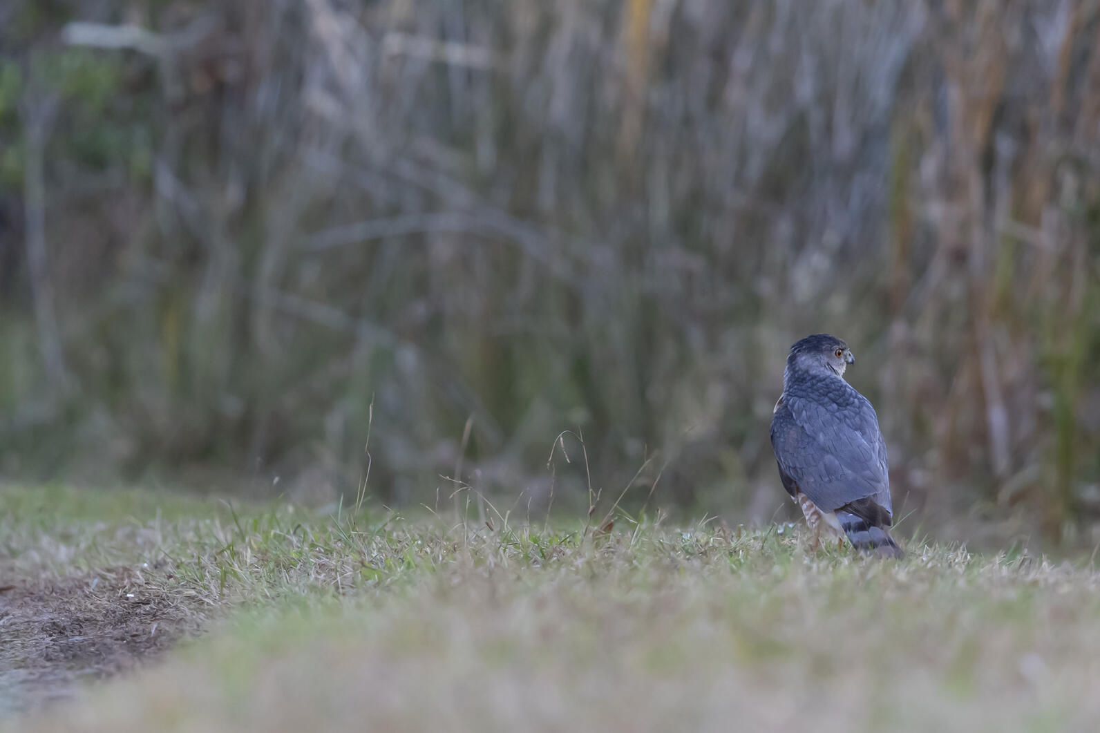 Hawk standing on a path preparing to fly away