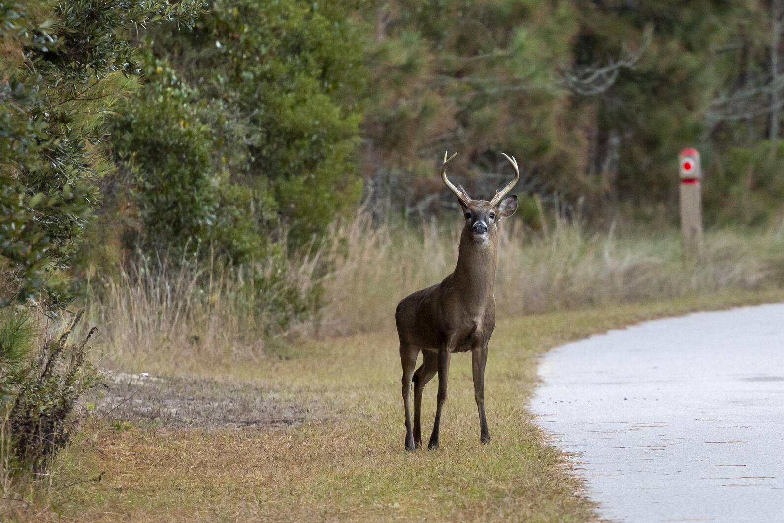 Deer standing on the road to pine island