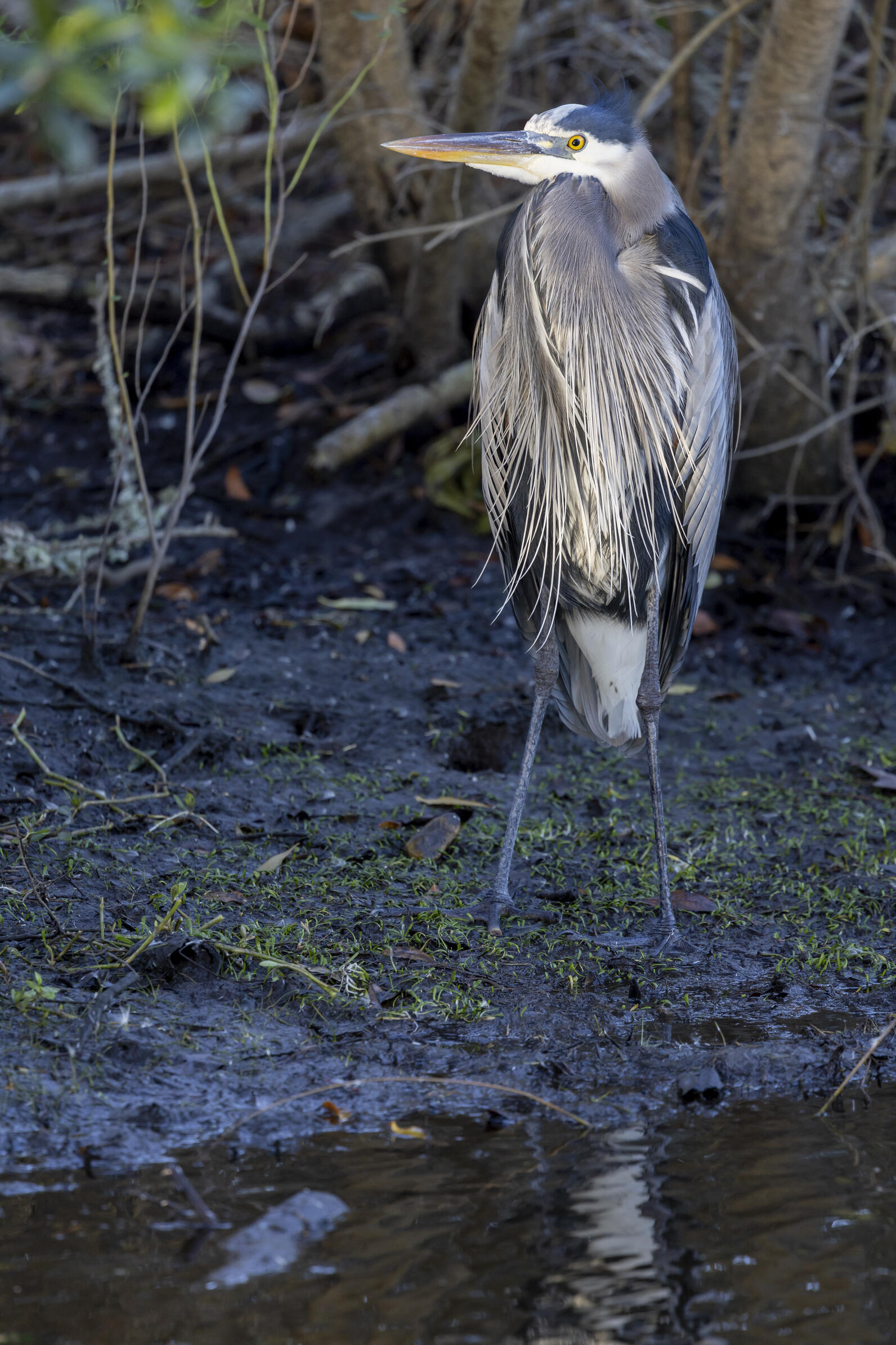 Great Blue Heron standing in the mud with its wings close to its sides