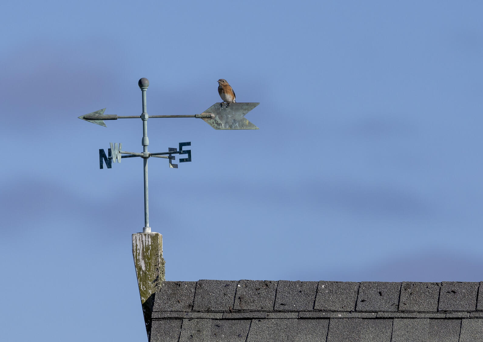 Eastern Bluebird perched on a weather vain