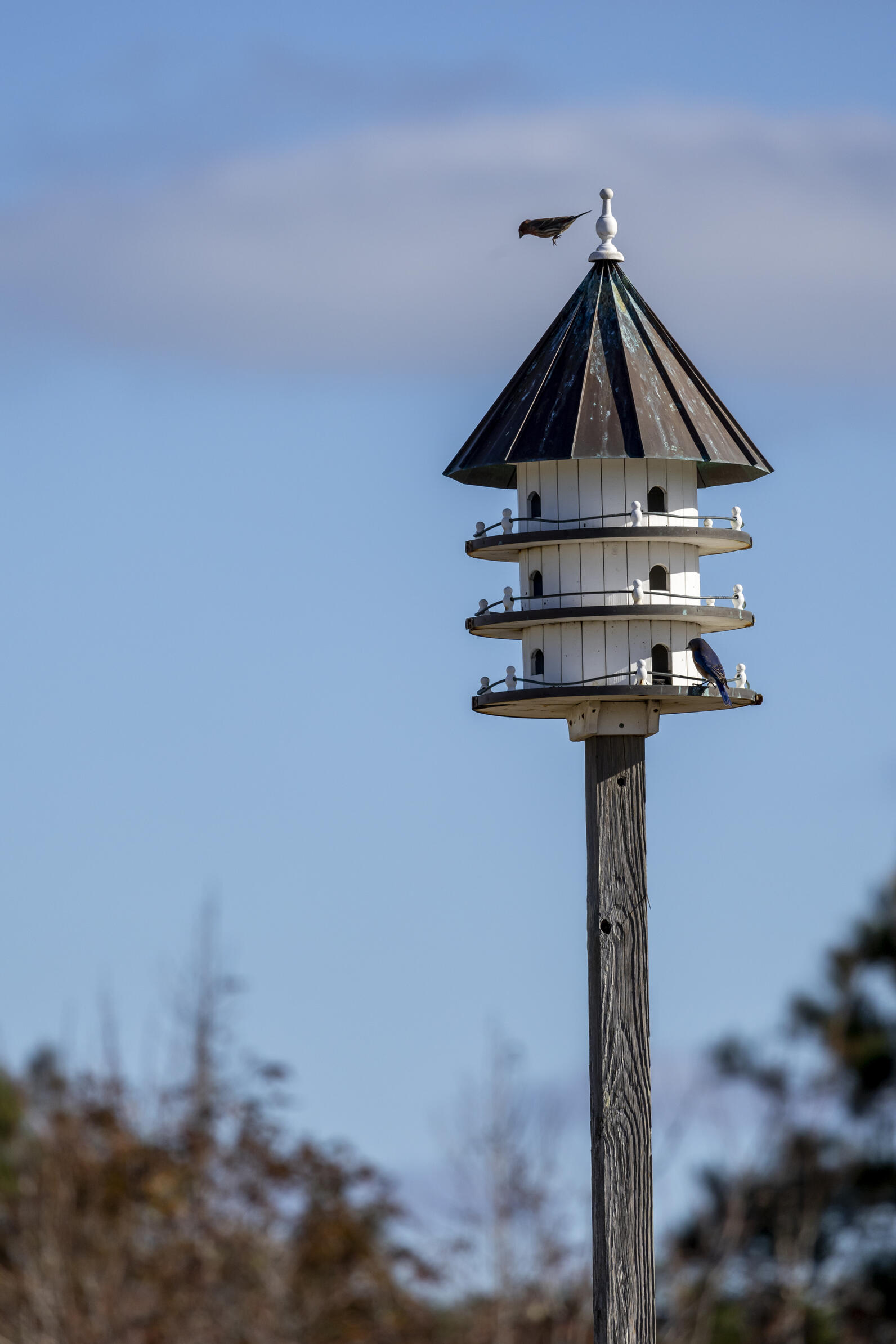 two eastern bluebirds perched on a purple martin house
