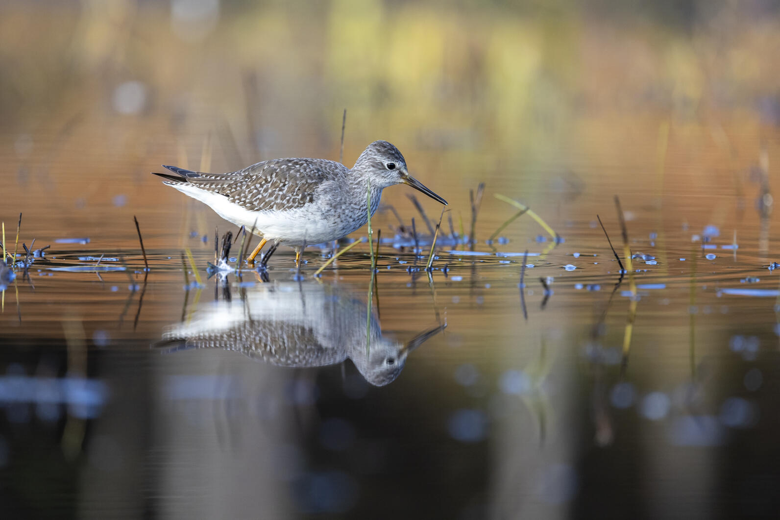 Yellowlegs searching through the marsh for food