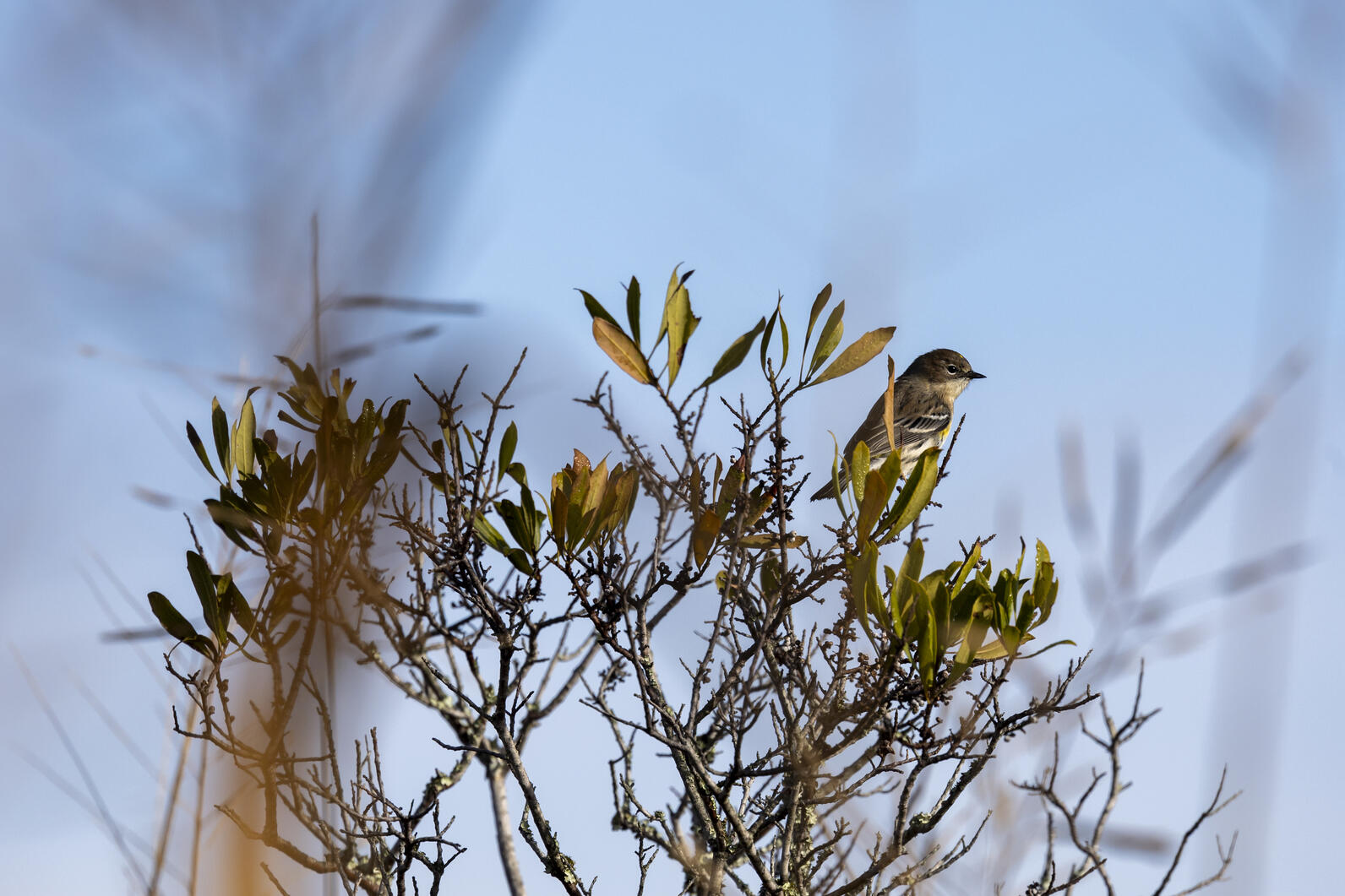 Yellow-Rumped Warbler perched in a tree