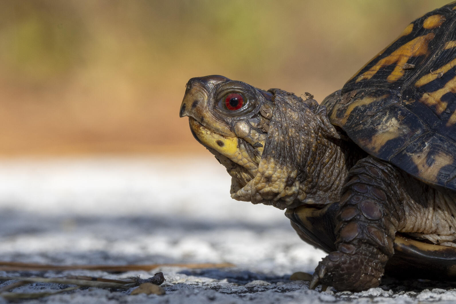 close-up on a box turtle on the road at pine island