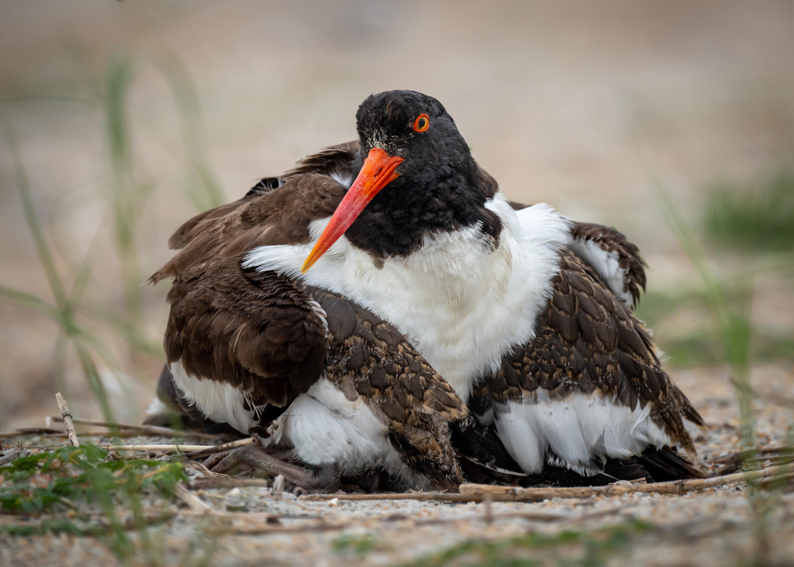 American Oystercatchers. American Oystercatchers.