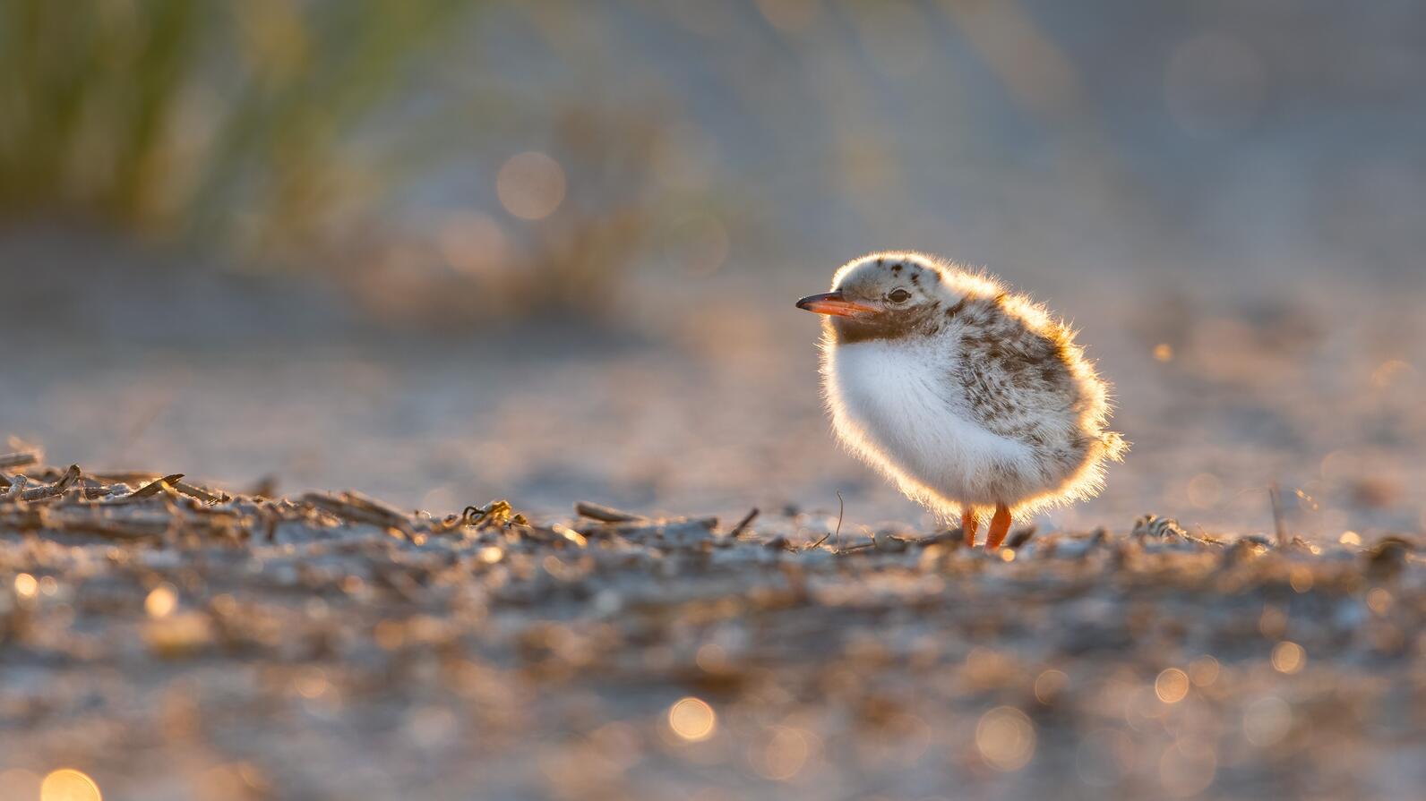 Common Tern chick. Common Tern chick.