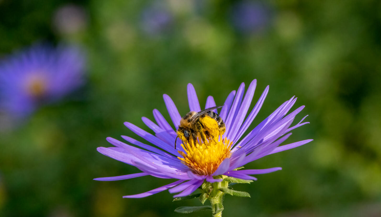 Aromatic Aster in bloom