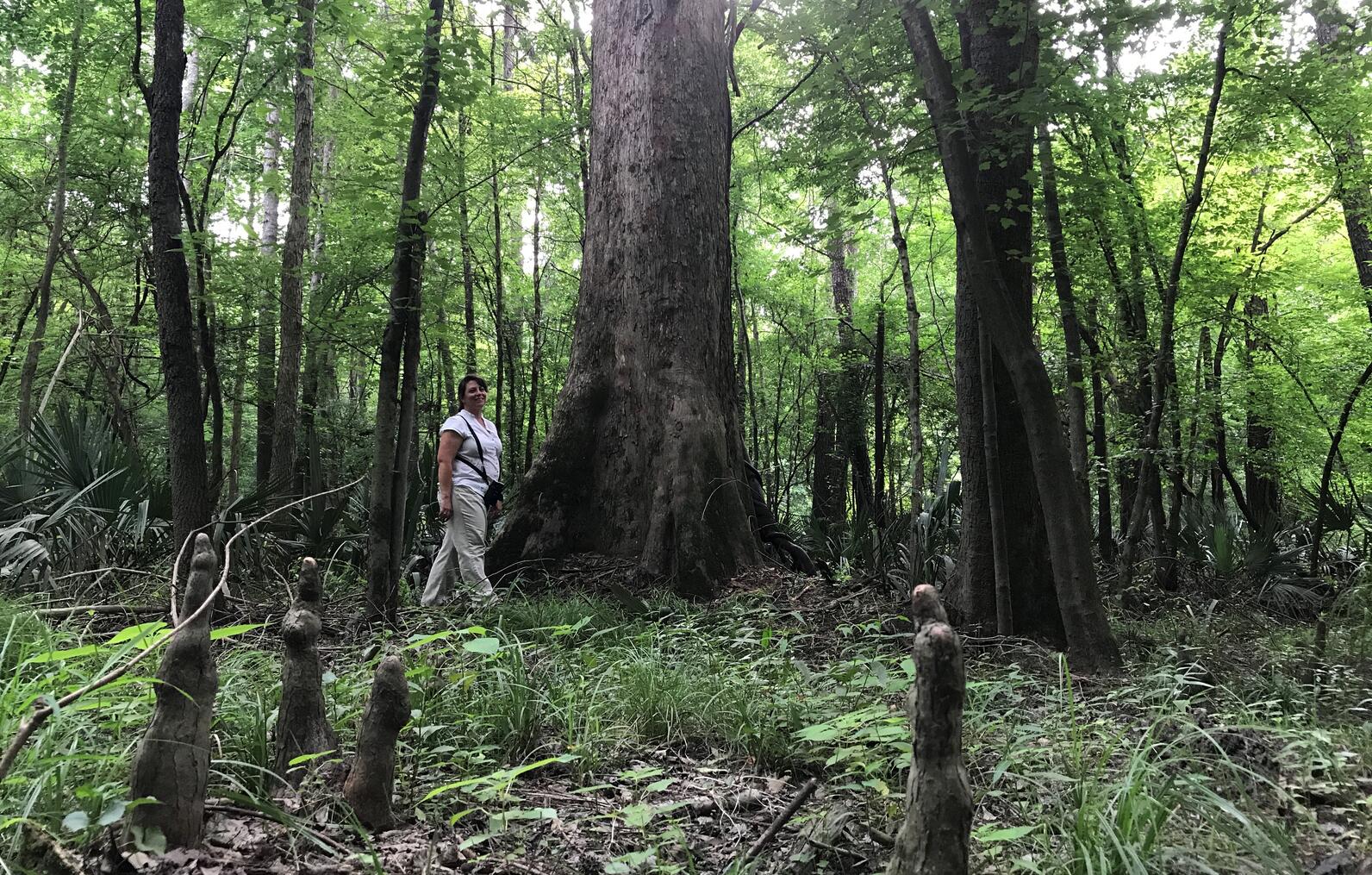 Bottomland hardwood forest. Bottomland hardwood forest.
