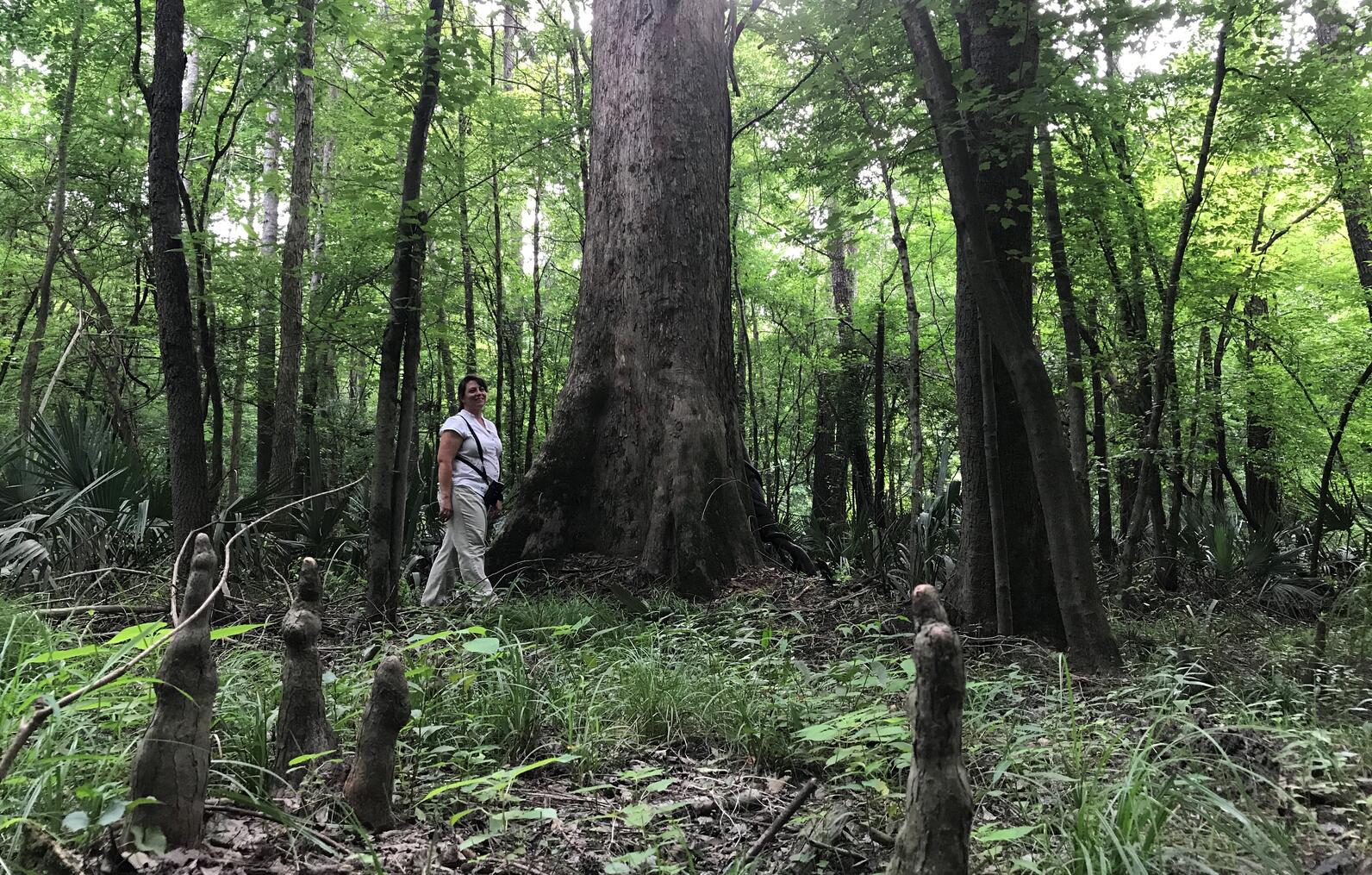 Bottomland hardwood forest.