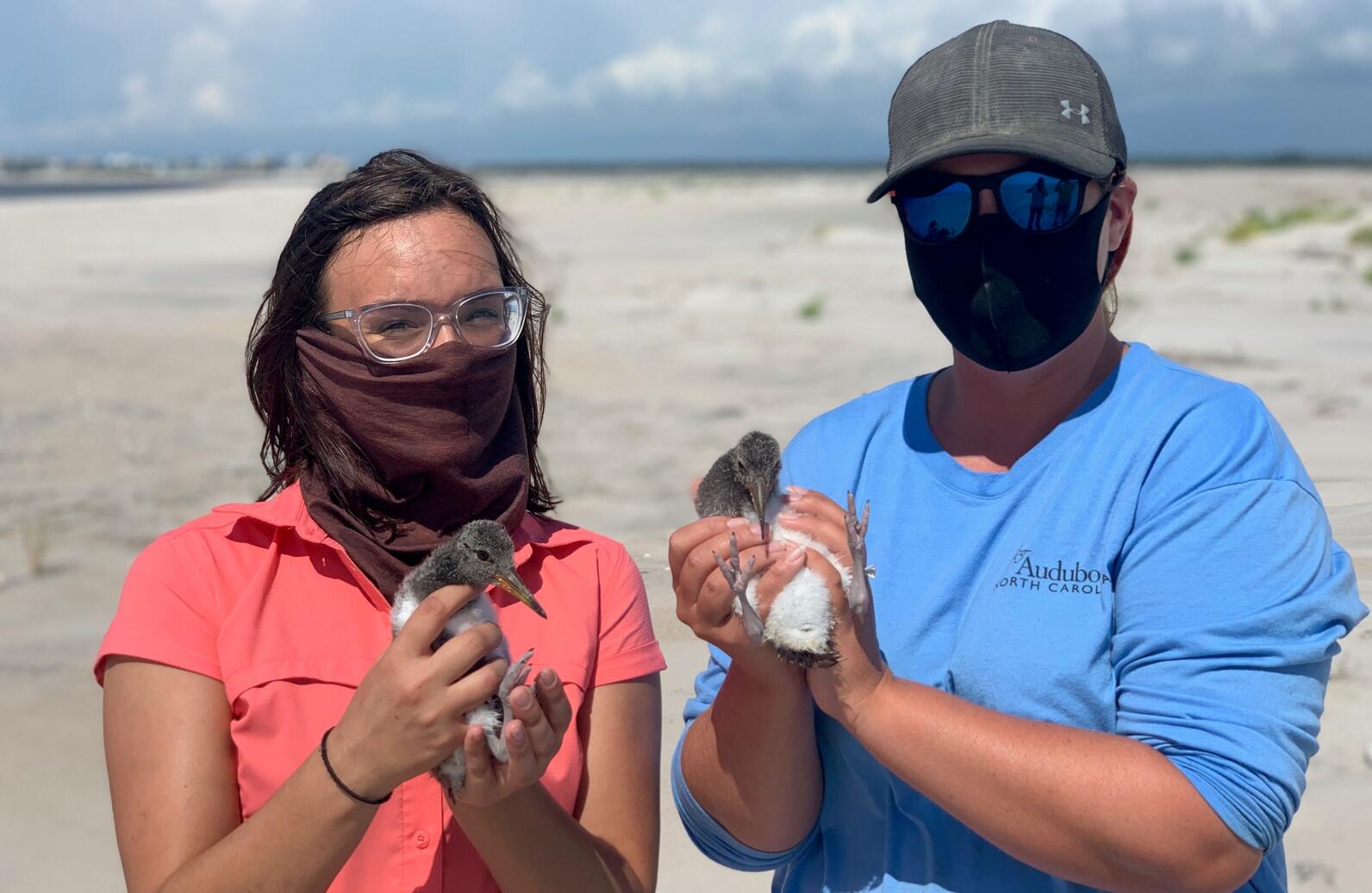 Audubon Coastal Technician Anna Parot holds an American Oystercatcher chick.