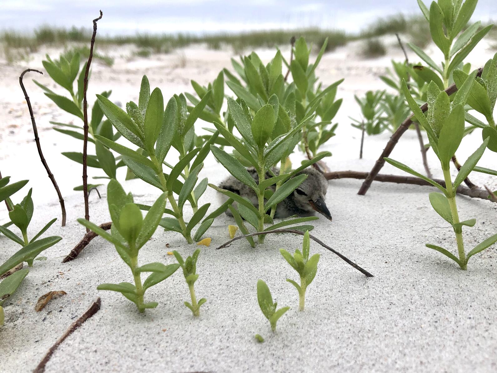 American Oystercatcher chick American Oystercatcher chick