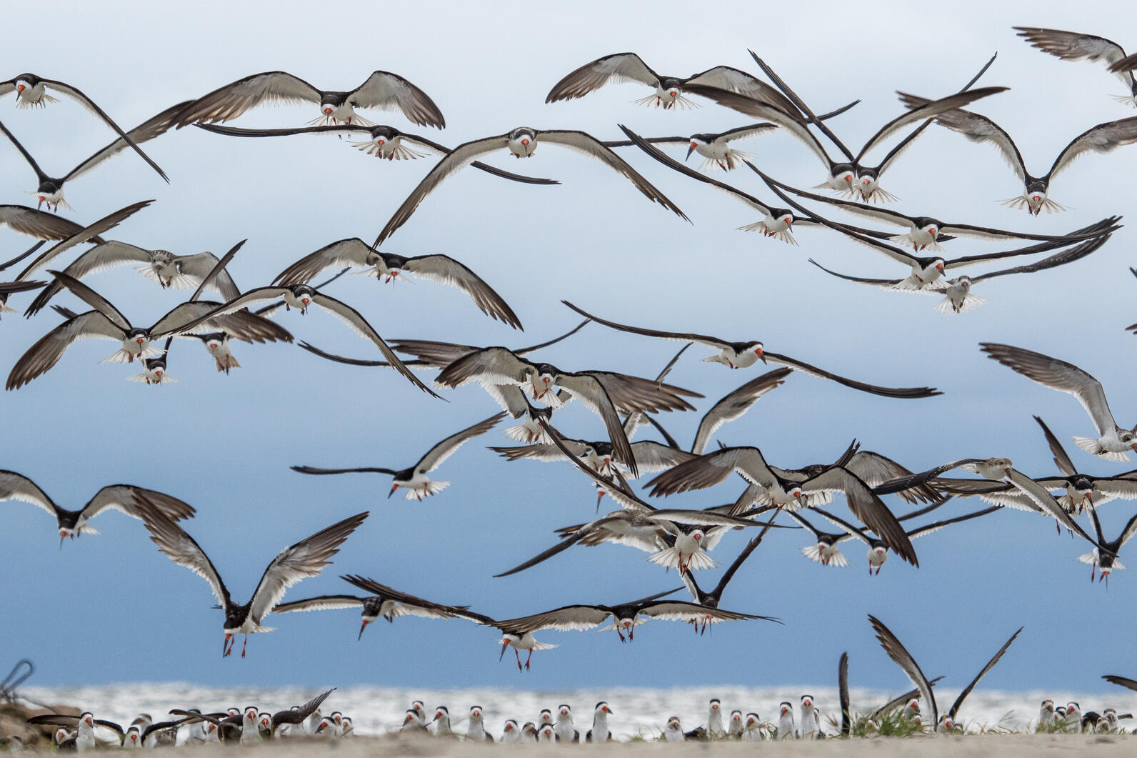 SKimmers flock on a beach.