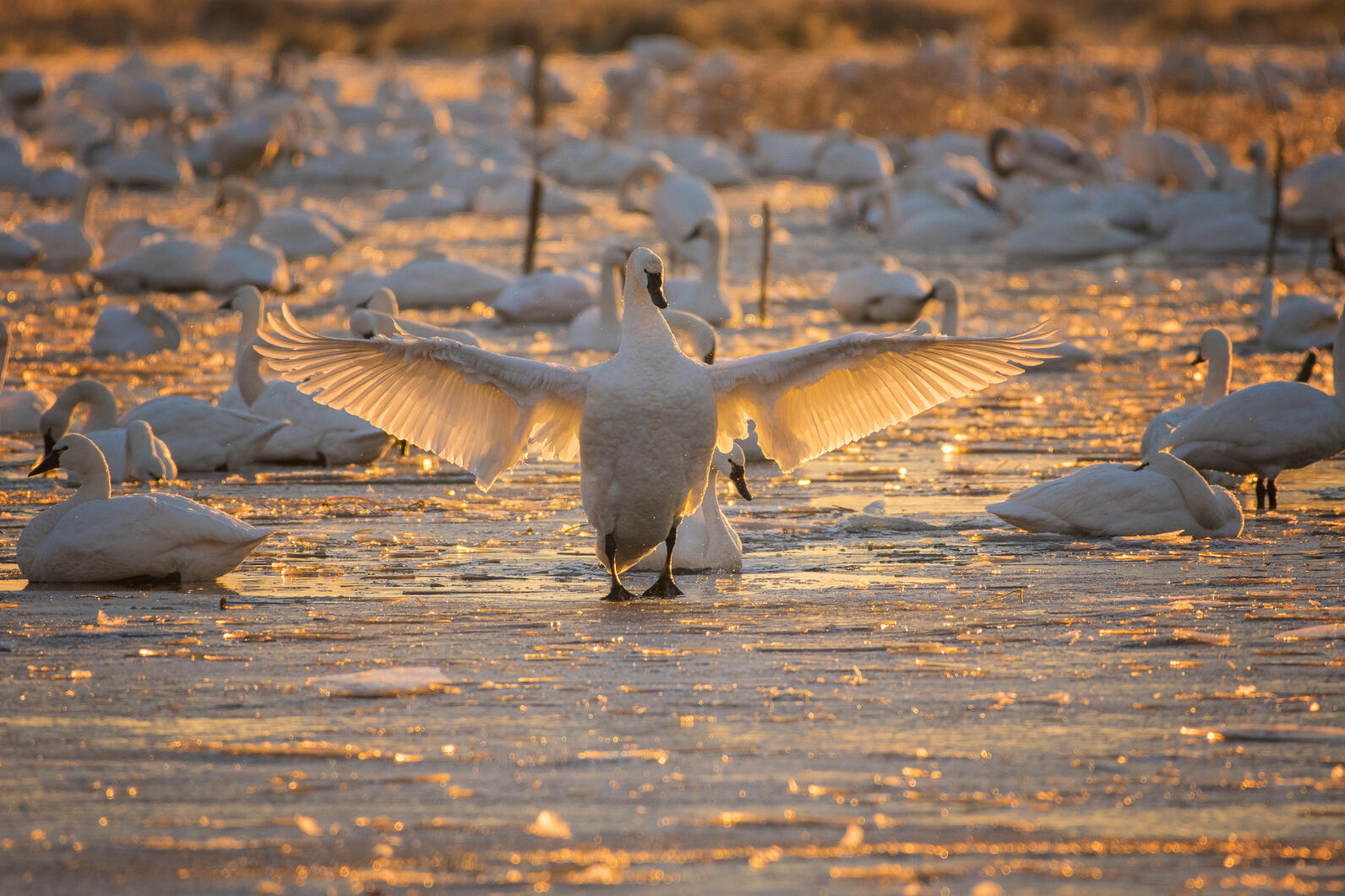 Tundra Swans. Tundra Swans.