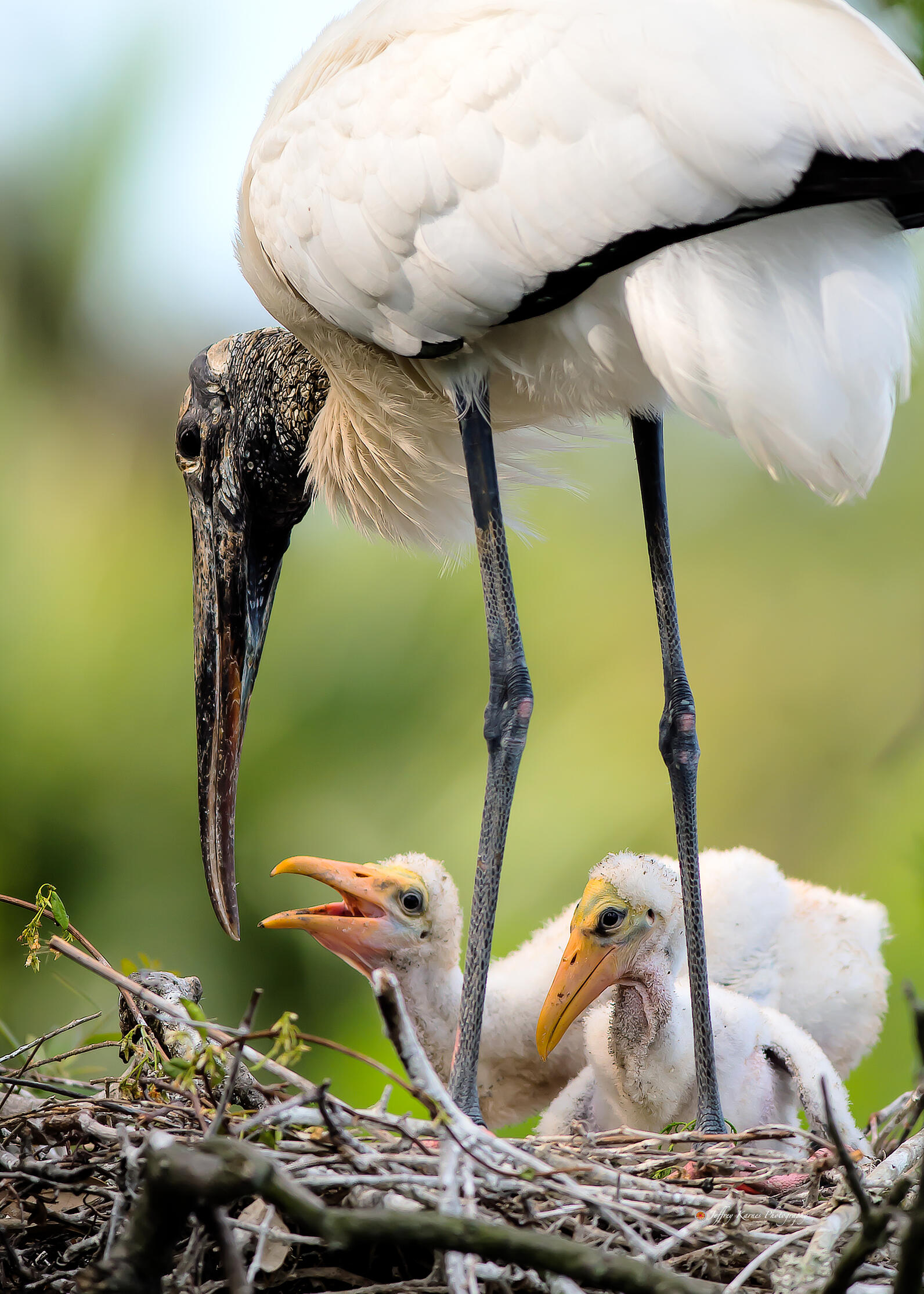 Wood Storks build nests in bottomland hardwood forests.
