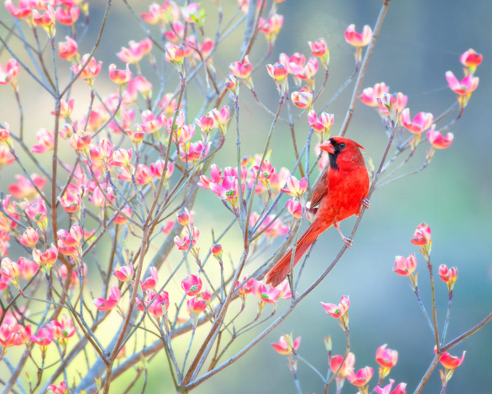 Photo of a bright-red bird sitting amidst pink dogwood flowers in early springtime.