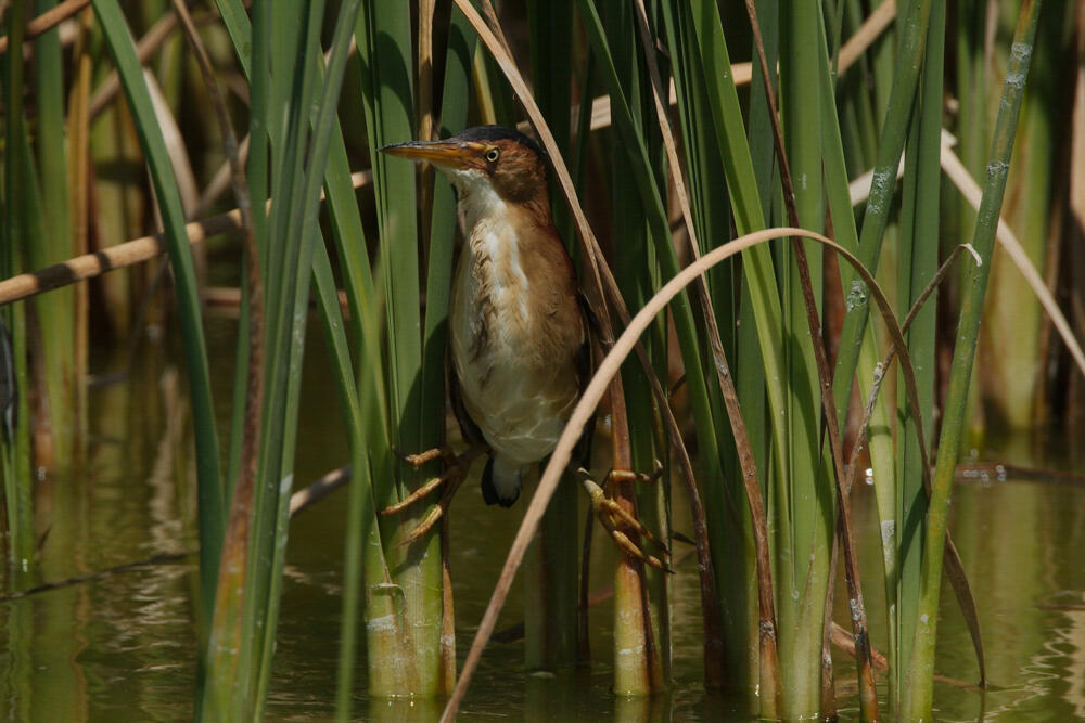 Least Bitterns are one of the smallest herons in the world. Least Bitterns are one of the smallest herons in the world.
